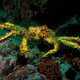 Illustration for article titled How Global Warming Is Dissolving Sea Life (And What We Can Do About It)